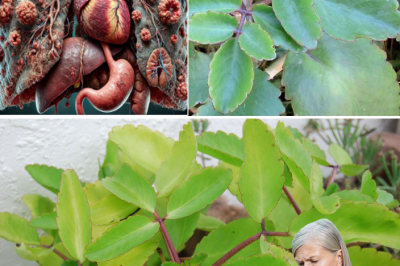 Kalanchoe Pinnata: The Remarkable Leaf with Secrets of Healing You Should Discover
